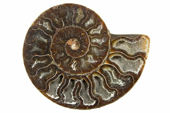 Cut & Polished Ammonite Fossil (Half) - Madagascar #318089